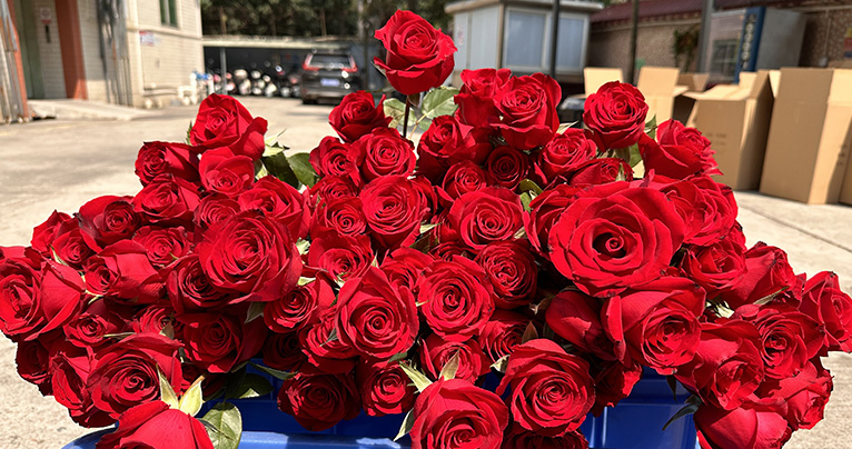 致最美的你！2024年三八婦女節如約而至，雅香麗懷揣著無比的敬意與期待，熱烈慶祝這個專屬于女性朋友們的盛大節日！